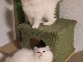 2 Reinrassige Perserkitten-Magdeburg