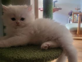 5 Reinrassige Perserkitten