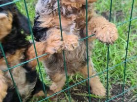 Zwergpudel Welpen blue merle