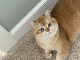 BKH Golden Shell Kater