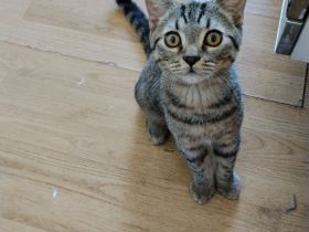 BKH Kater golden black tabby