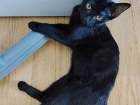 BKH schwarzes Mädchen