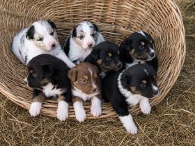 zauberhafte Australian Shepherd Mädchen