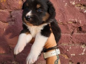 zauberhafte Australian Shepherd Mädchen