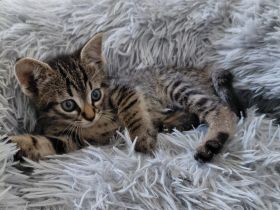 Katzenmädchen Bubbles sucht ein Zuhause