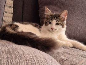 Maine Coon Katerchen Basil darf ausziehen