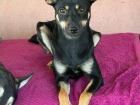 Maily, 2 Jahre, sehr Menschenbezogen, sucht einen Platz im Herzen