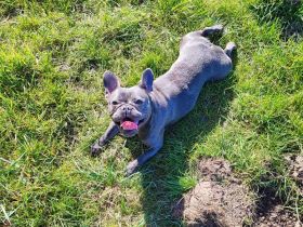 Französische Bully Dame sucht liebevolles Zuhause.