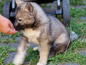 Siberian Husky Welpen