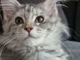 Maine Coon Prinzessin bluesilvertorbie white