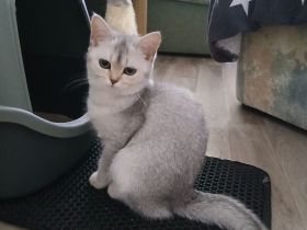 Silver shaded blue katze BKH