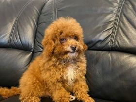 Maltipoo-Welpe sucht liebevolles Zuhause 🐶🤍