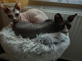 Zwei liebevolle Katzen suchen gemeinsam ein neues Zuhause 🐾❤️