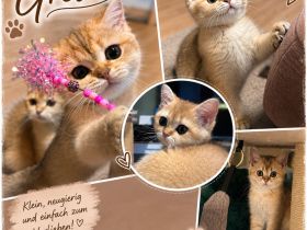 Britisch Kurzhaar Kitten in gold
