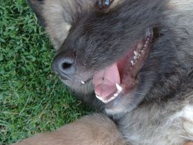 Akita Inu mixis