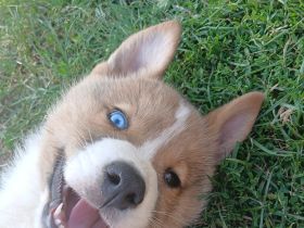 Akita Inu mixis
