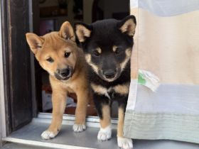 Reinrassige black-tan Shiba Inu Welpen suchen noch ihr für immer Zuhause