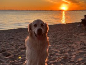 Bildschöner Golden Retriever Rüde Pamuk (5 J., geb. Juni 2021) in Hamburg & Umgebung sucht liebevoll