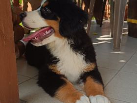 Berner Sennenhund Welpen
