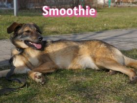 Vermittlungshilfe Smoothie, 08/20 - sucht endlich einen Retter!