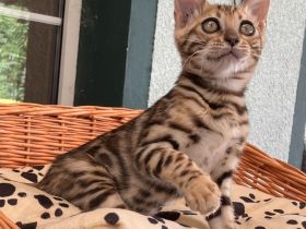 Bengal Kitten Babykatzen im Leopardenlook