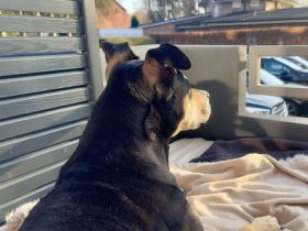 Dringend Neues zu Hause für Senior Rüden gesucht