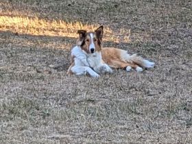 American Collie