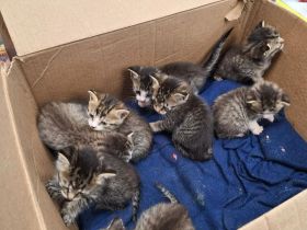 Reinrassige Maine-Coon-Kätzchen suchen ihr Zuhause für immer.