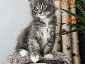 Maine Coon Kitten (reinrassig) abzugeben