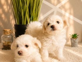Zuckersüße Maltipoo Welpen suchen ein liebevolles Zuhause