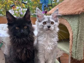 Maine Coon Kitten Reinrassig mit Stammbaum