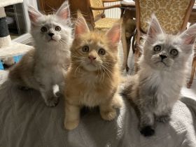 Maine Coon Kitten Reinrassig mit Stammbaum