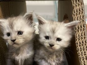 Maine Coon Kitten Reinrassig mit Stammbaum