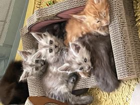 Maine Coon Kitten Reinrassig mit Stammbaum