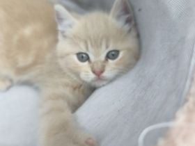 Ragdoll-BKH Kitten