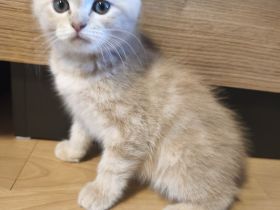 Ragdoll-BKH Kitten