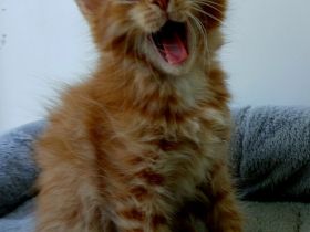 Wunderschönes Maine Coon Mixkätzchen