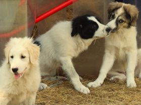 Muntere Australian Shepherd Mischlings - Welpen suchen ein liebevolles Zuhause!