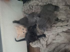 Maine coon babykatzen