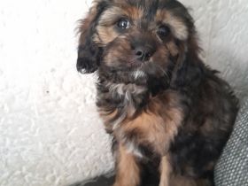 Cavapoo cavalier king charles Spaniel welpe weiblich