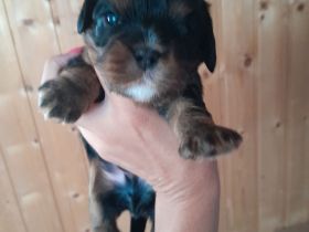 Cavapoo cavalier king charles Spaniel welpen