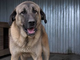 Stattlicher Riese Wodan sucht Mensch mit Herz und Geduld