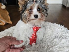 Biewer-Terrier-Welpen  Odin König Luxury