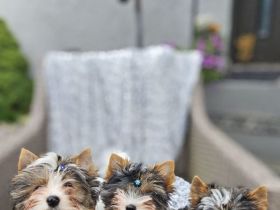 Biewer-Terrier-Welpen