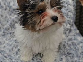 Biewer-Terrier-Welpen
