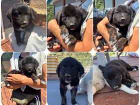 Loona – zuckersüßes Hundekind + Trifyli – ein kleines Kleeblatt auf der Suche nach Glück