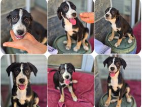 Scooby – kleiner Herzensbreche