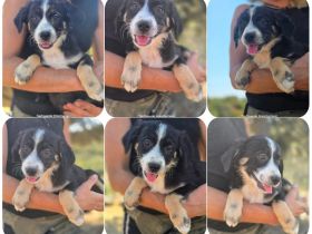 Scooby – kleiner Herzensbreche