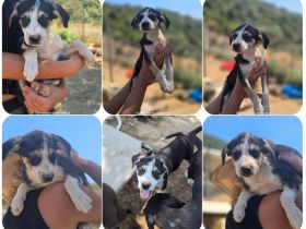Stella – bereit dein Herz zu erobern