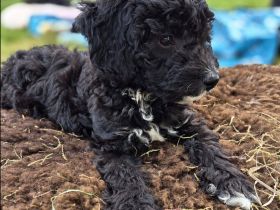 noch 2 Doodle Pudel Mix Rüden Welpen